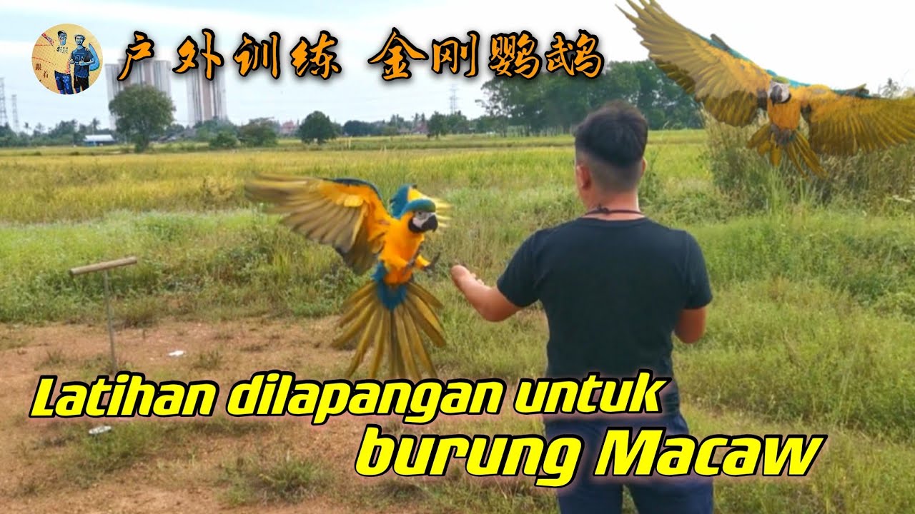 Latihan Dilapangan Untuk Burung Macaw 户外训练金刚鹦鹉 Youtube