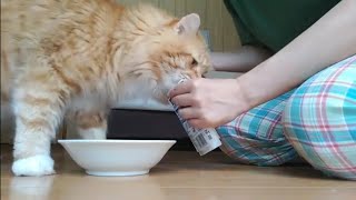 ガイアの食レポ『 ロイヤルカナン腎臓サポート（ウエットタイプ）』