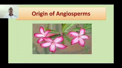 Origin of Angiosperms