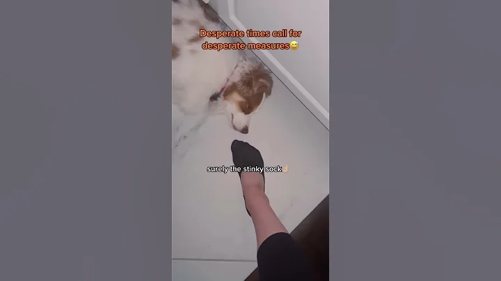 Different ways I wake up my deaf dog - DayDayNews