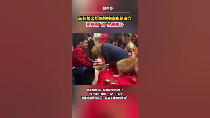 新郎接親幫新娘按摩腳惹誤會，狗狗霸氣護主超暖心 #瀟湘晨報 #新聞 #中國社會新聞 - 天天要聞