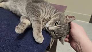 Meet Calamari a Domestic Shorthair currently available for adoption! 4/27/2024 8:24:16 AM by petangopets 311 views 1 day ago 1 minute, 1 second