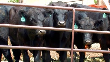 Saddle Up! at Barnes Ranch, 2012