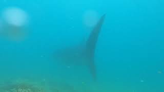Tutulututu palme derrière le requin Balèze