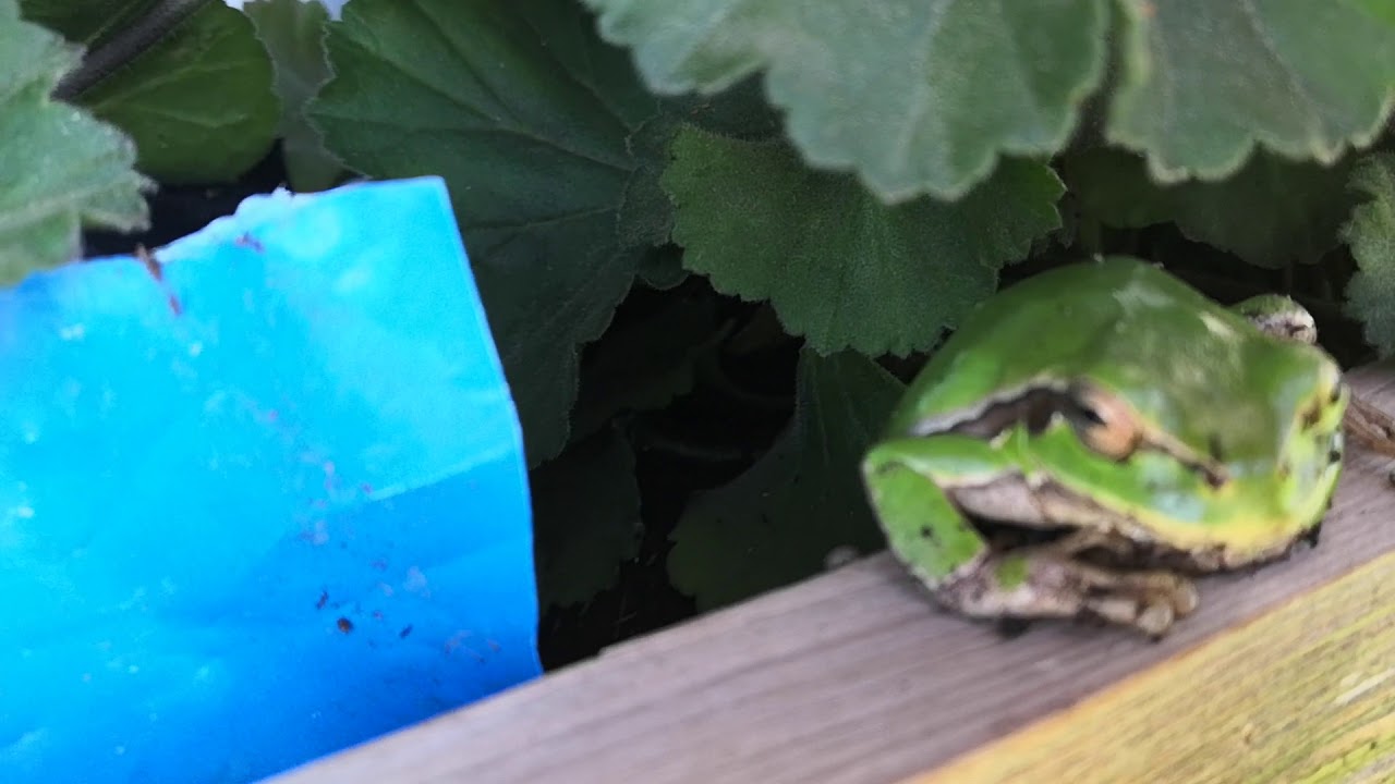 Древесная лягушка или квакша