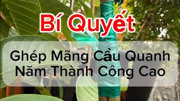 Bí Mật Ghép Mãng Cầu Và Cây Nhiệt Đới Quanh Năm. Technique For Grafting Year Round Atemoya 