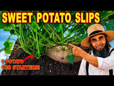 Never Buy Sweet Potatoes Again — Grow 100 LBS From Just One