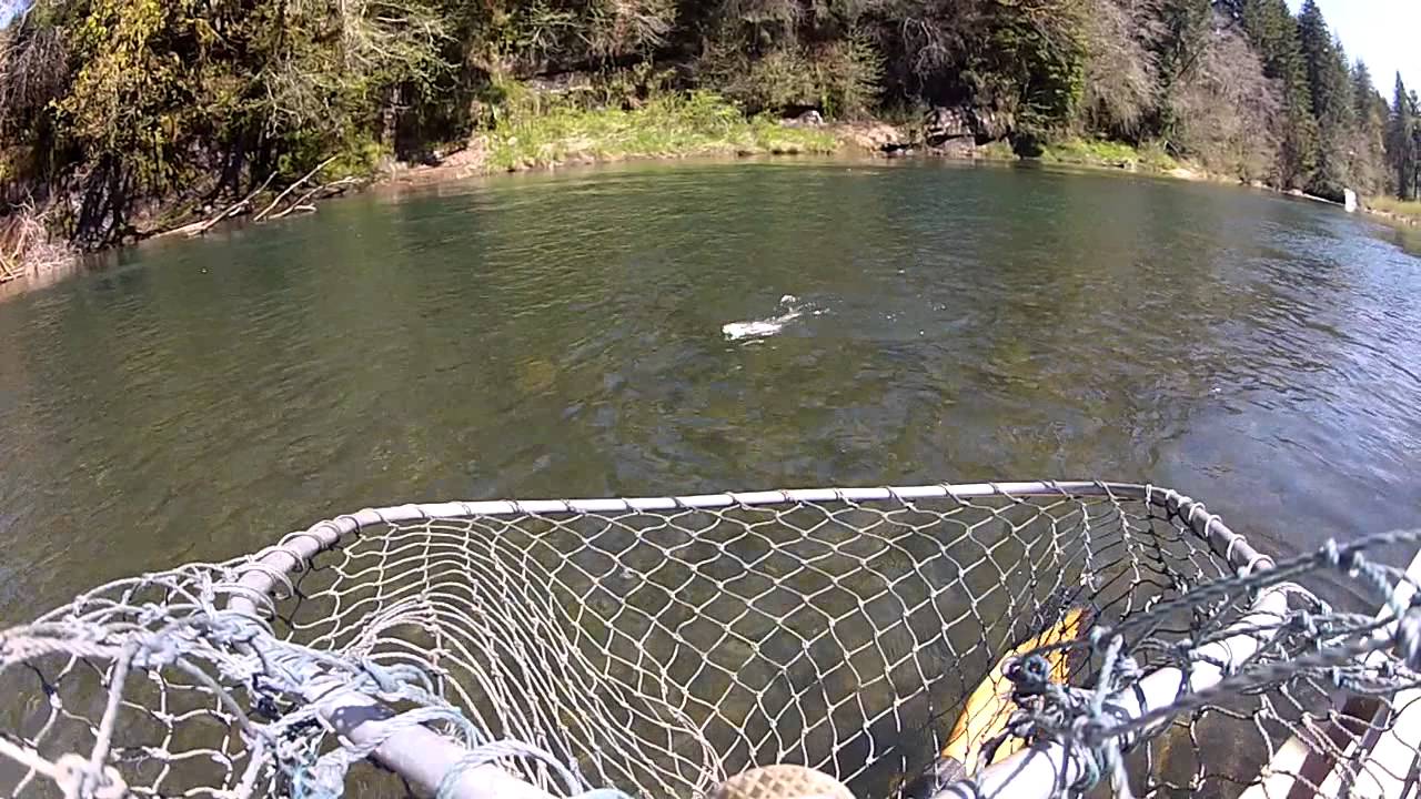 Steelhead fishing on the Siletz River, OR - YouTube