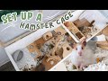 Set Up A 6ft Hamster Cage With Me
