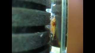Newborn high-grade crystal red shrimps