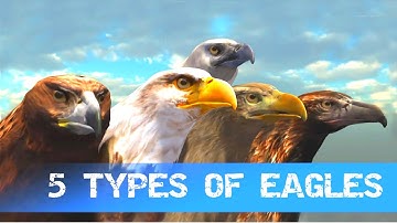 Eagle Simulator - Our First Eagle Egg!! Ultimate Bird Simulator - iPhone 3GS, iPhone 4, iPhone 4S