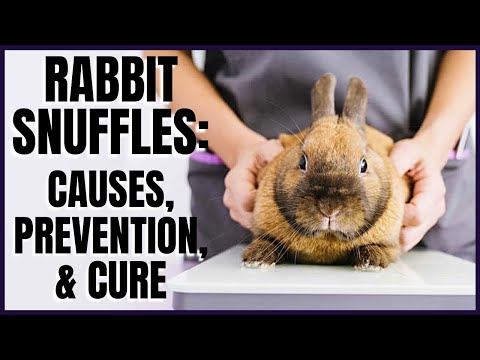 Rabbit Snuffles: Causes, Prevention, and Cure