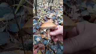ГРИБНАЯ ОХОТА В ОКТЯБРЕ 🍄 ХАРЬКОВСКАЯ ОБЛ 🇺🇦