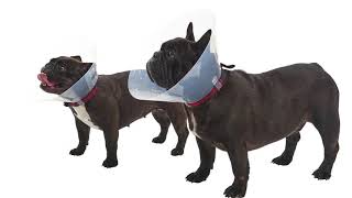 BUSTER Dog Collar for Brachycephalic Breeds