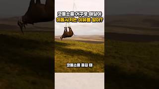 코뿔소는 거꾸로 매달아 헬리콥터로 이동시킵니다.