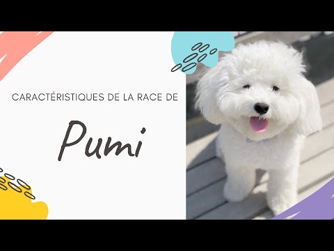 Vidéo: Race De Chien Pumi Hypoallergénique, Santé Et Durée De Vie