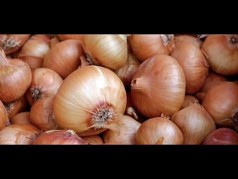 Wideo: Jak Zamrozić Cebulę