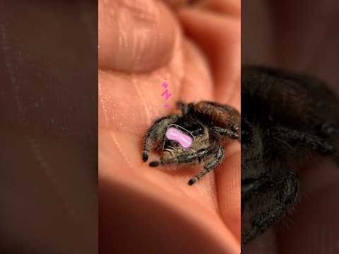 Spiders Sleep?! ☺️