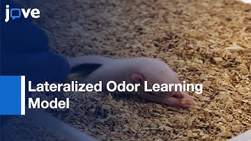 Lateralized Odor Learning Model for Dissecting Neural Circuitry | Protocol Preview