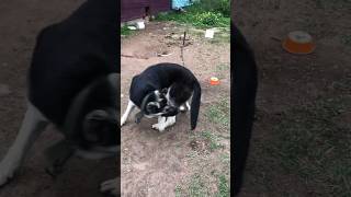 🐕 Собака Бой сошёл с ума 😂 #shorts #собака #crazy