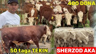 SHERZOD AKA BUQALARIGA ARZON NARX AYTDI 8 mlndan BOSHLANADI 42/43 mingdan TAYYOR BUQA OLAMSN DIDILA.