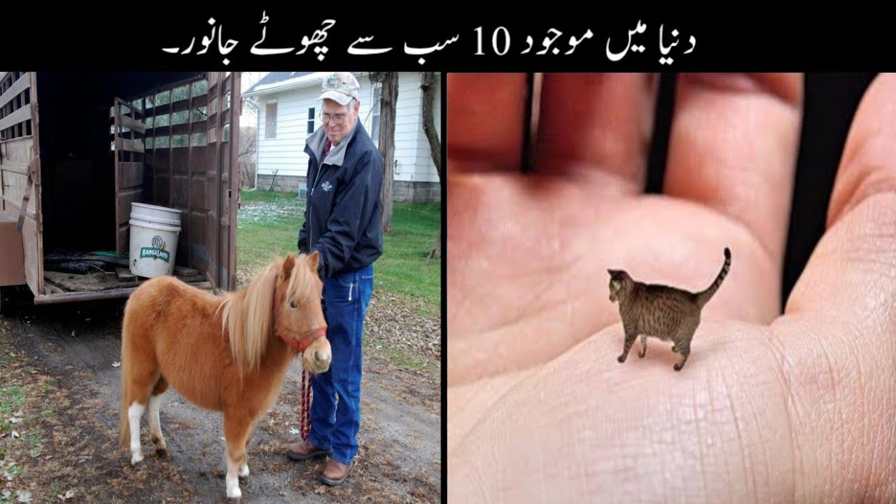 10 Most Tiny Animals In The World Urdu | دنیا میں موجود سب سے چھوٹے جانور | Haider  Tv - YouTube