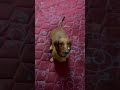 Training time #dog #pets #dachshund #tamil #funny #puppy #doglife #buddy #memes