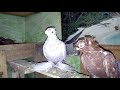 Мои голуби двухчубые грибуны весной в Гон