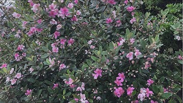 Phôi sim rừng bệ đẹp.Hoa bạn và tôi