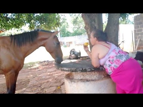 Mangangá, mamangaba, mangango, mamangava, mangava, mangangava, mangangaba,  vespa-de-rodeio, mata-cavalo ufaaa, não faltam chamarizes para esse  animal, By Maravilhas de Pernambuco