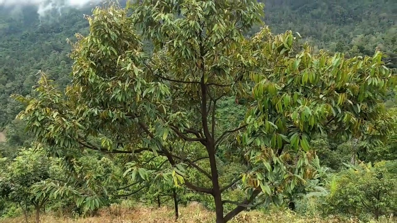 Kebun Durian premium ,Musangking, Duri Hitam DAN Super Tembaga, Umur durian 4 Tahun, siap dibuahkan