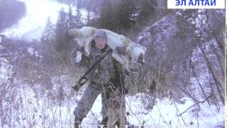 В РА сдано 485 волчьих шкур В РА сдано 485 волчьих шкур