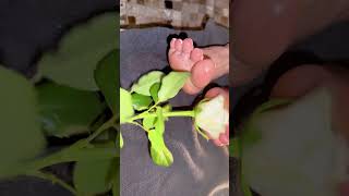 Foot Massage Therapy with Oil | Deep Relaxation in 4K