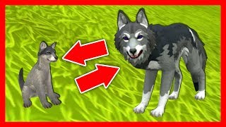 СИМУЛЯТОР ВОЛКА #6 ВОЛЧОНОК ВЫРОС Жизни Зверей WildCraft про котят лис и собак от ДЕТСКИЕ ИГРЫ СИМУЛЯТОР ВОЛКА #6 ВОЛЧОНОК ВЫРОС Жизни Зверей WildCraft про котят лис и собак от ДЕТСКИЕ ИГРЫ