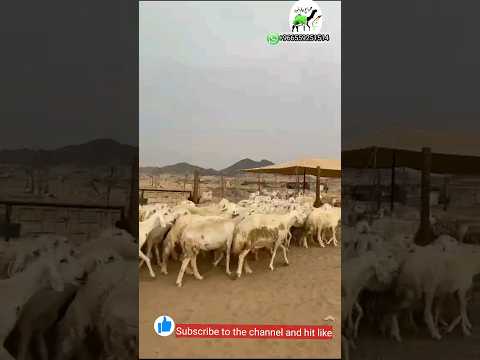 غنم حريات دفيع صنف حرش قطعه واحده عددها 52 دفيع 0565009758