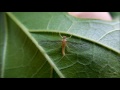 フタバコカゲロウ♀成虫の休息、警戒して尾毛を振る MAYFLY Baetiella japonica