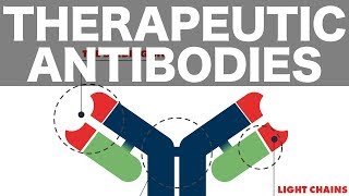 Therapeutic (Monoclonal) Antibodies