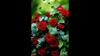 Song Tonight - The Singer The Egyptian - Amr Diab - 2007