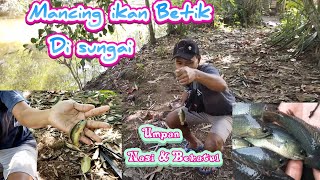 Mancing ikan betik /betok di sungai umpan cuma Nasi & Bekatul