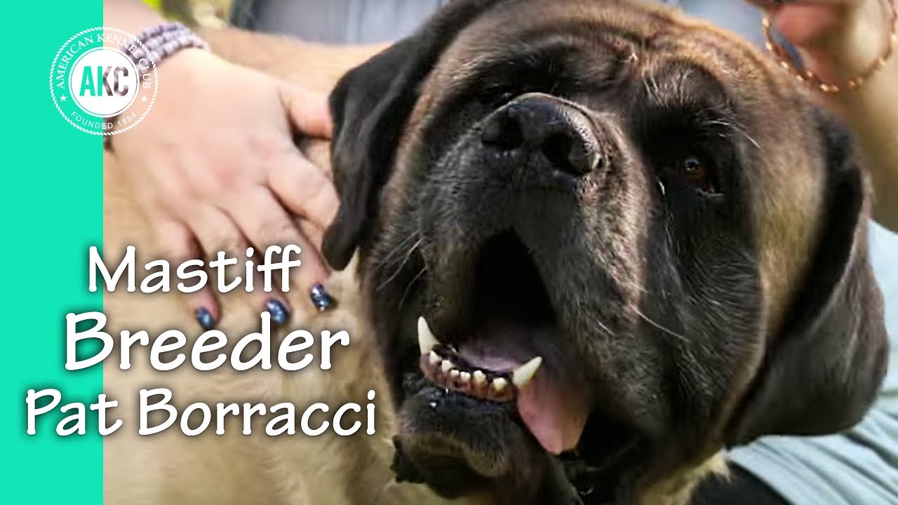 I am a Breeder - Pat Borracci - Mastiffs