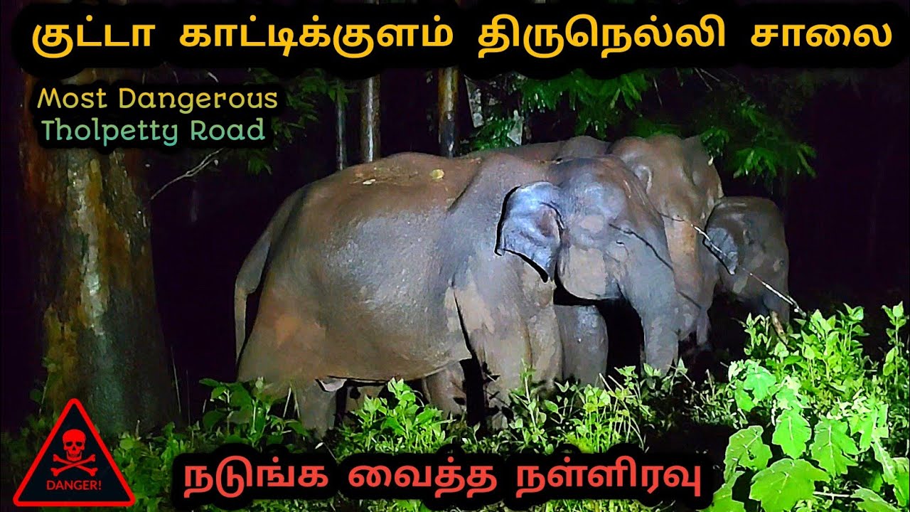 நள்ளிரவில் நடுங்க வைத்த தோல்பெட்டி to திருநெல்லி சாலையில் ஆக்ரோஷமாக துரத்திய காட்டு யானை Kutta road 