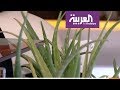 صباح العربية | فوائد نبتة الألوفيرا