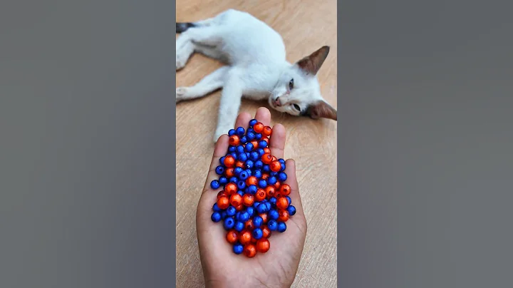 Video 11158151: cat adorablecat