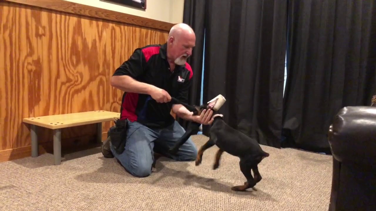 video phone beyonce mp3 Gilly von Prufenpuden Doberman Puppy Female 9 Wks Protection Dog Testing