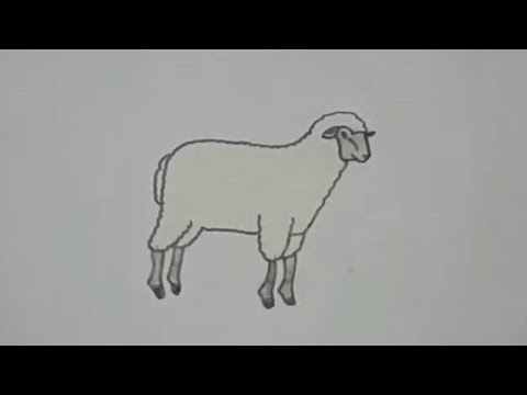 رسم خروف  Drawing a sheep