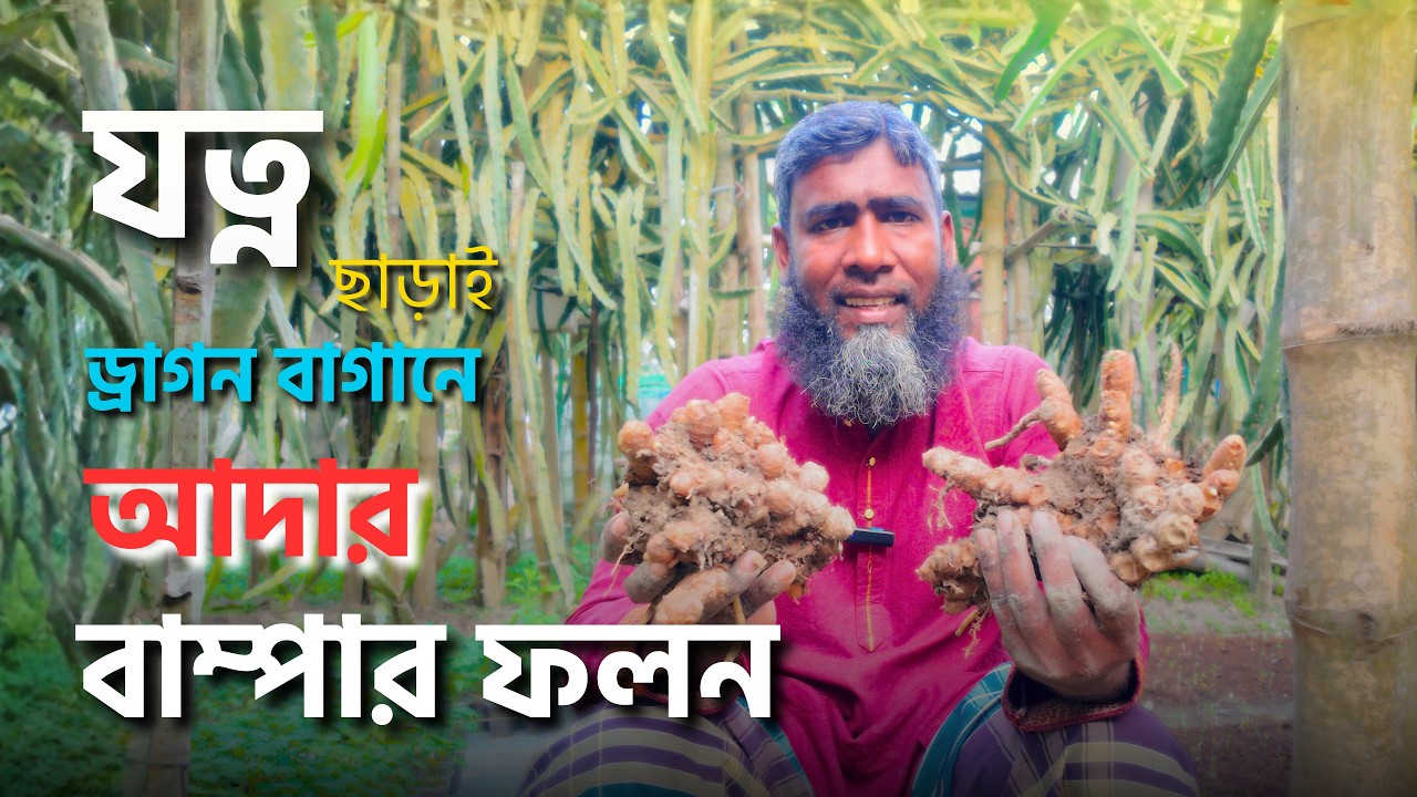 জৈব পদ্ধতিতে, যত্ন ছাড়াই ড্রাগন বাগানে আদার বাম্পার ফলন।