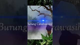 Burung Cendrawasih Saking Cantiknya Mendapat Julukan Si Burung Surga