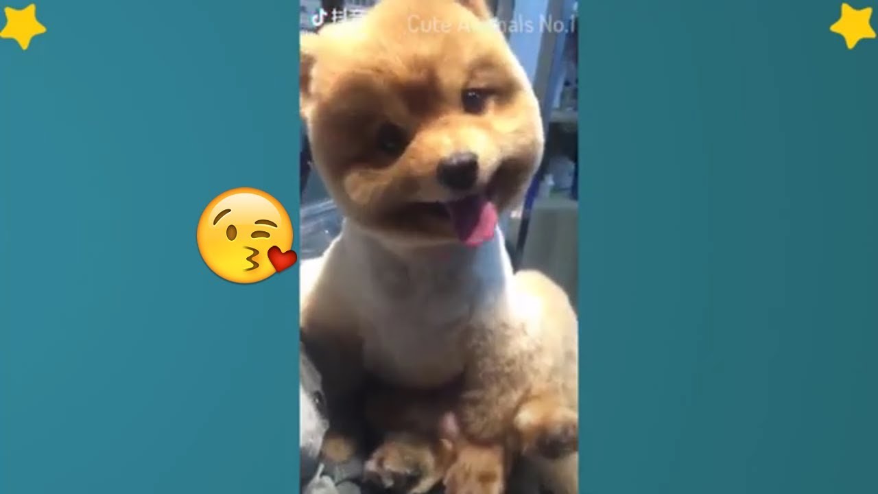 Tiktok Cat Tik Tok Pets Tik Tok Funny Dog Tik Tok Animals 17
