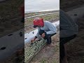 Super practical plant seed planting -Agriculture farming #shorts