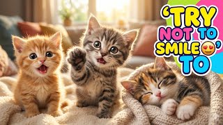 “Try Not To Smile 😍 Cute Cats Compilation 2026 | Funny &amp; Adorable Kitten Moments 🐱💕#CuteCats #cat 